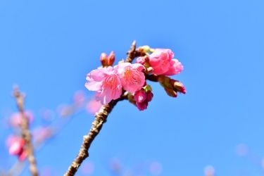 日本一早い桜🌸