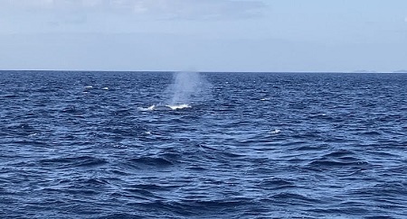 今日のホエールウォッチング🐋