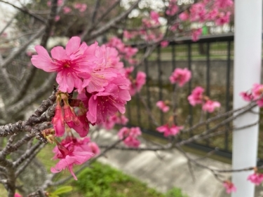 那覇の桜の時期はクライマックスです！