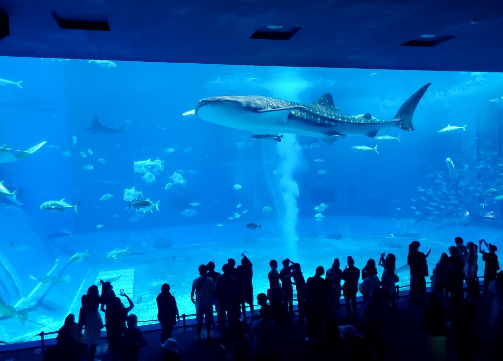 美ら海水族館