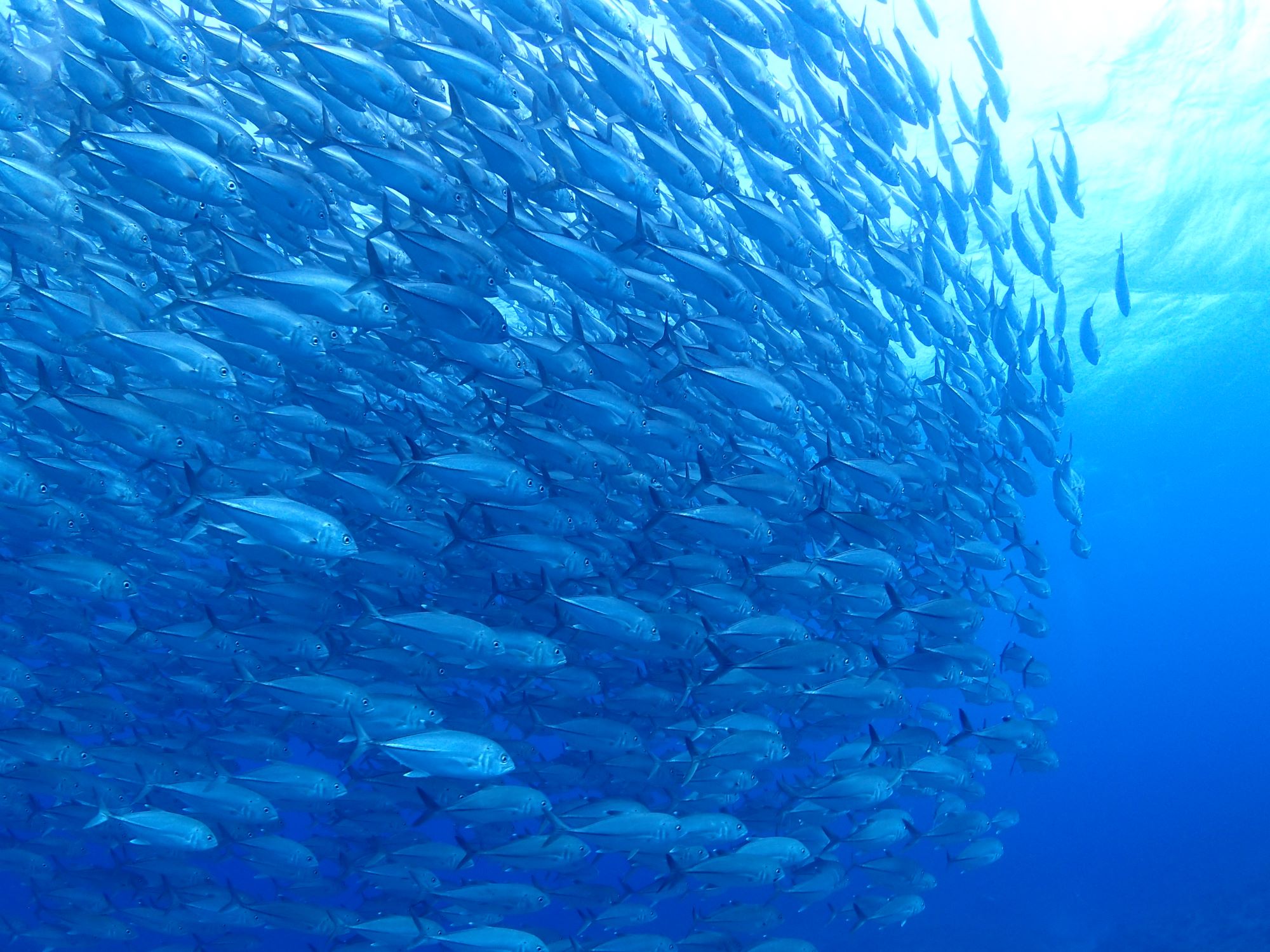 2024年粟国島遠征ダイビング・渡名喜島遠征ダイビング日程になります🐟