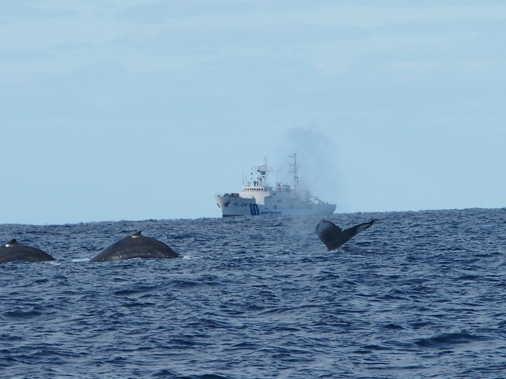 2024年1月12日　クジラ日和