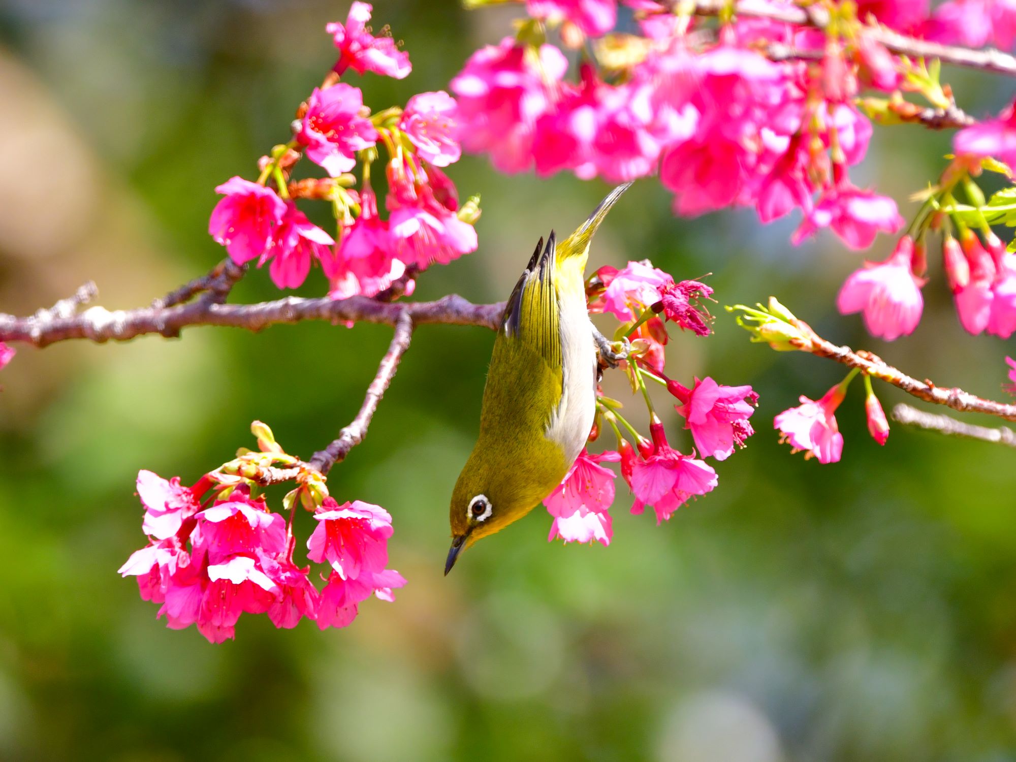 寒緋桜が咲いていました🌸