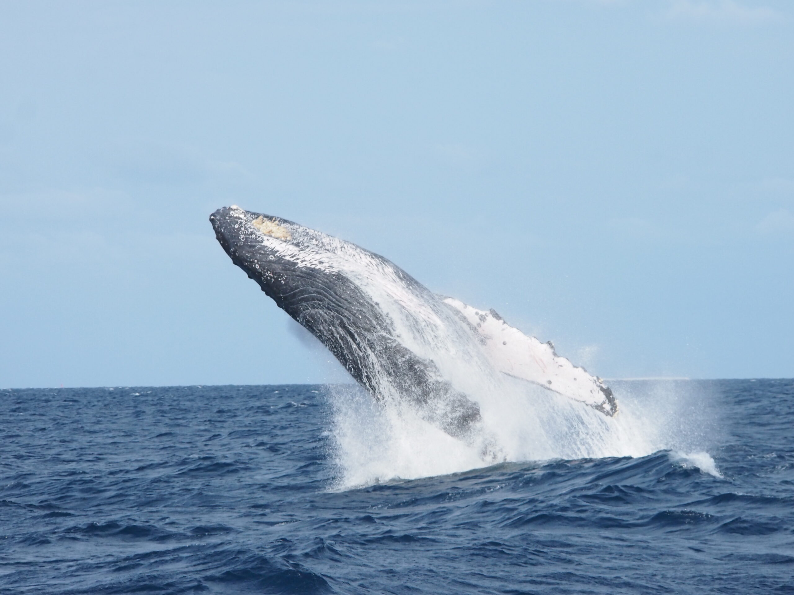 ザトウクジラについて🐋