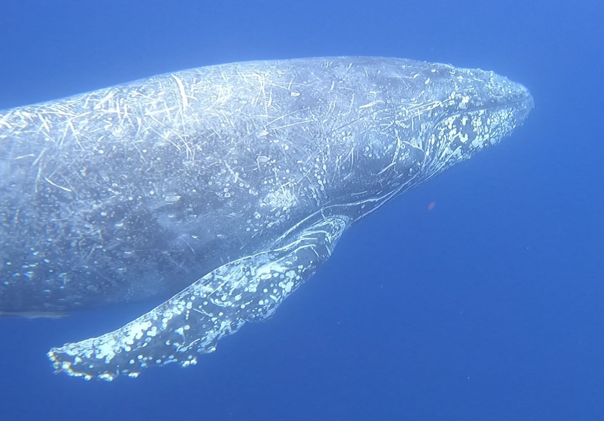 2024年2月4日　ホエールスイム那覇　ザトウクジラと泳ぐ