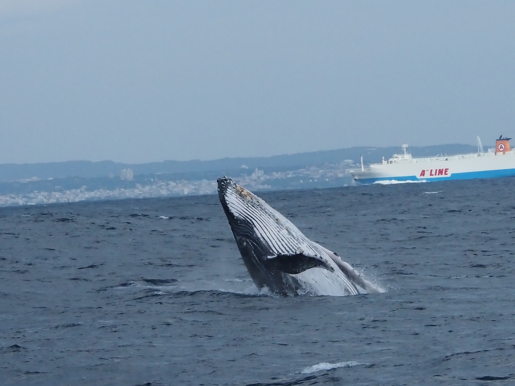 2024年3月5日　クジラメニューもラストスパート！