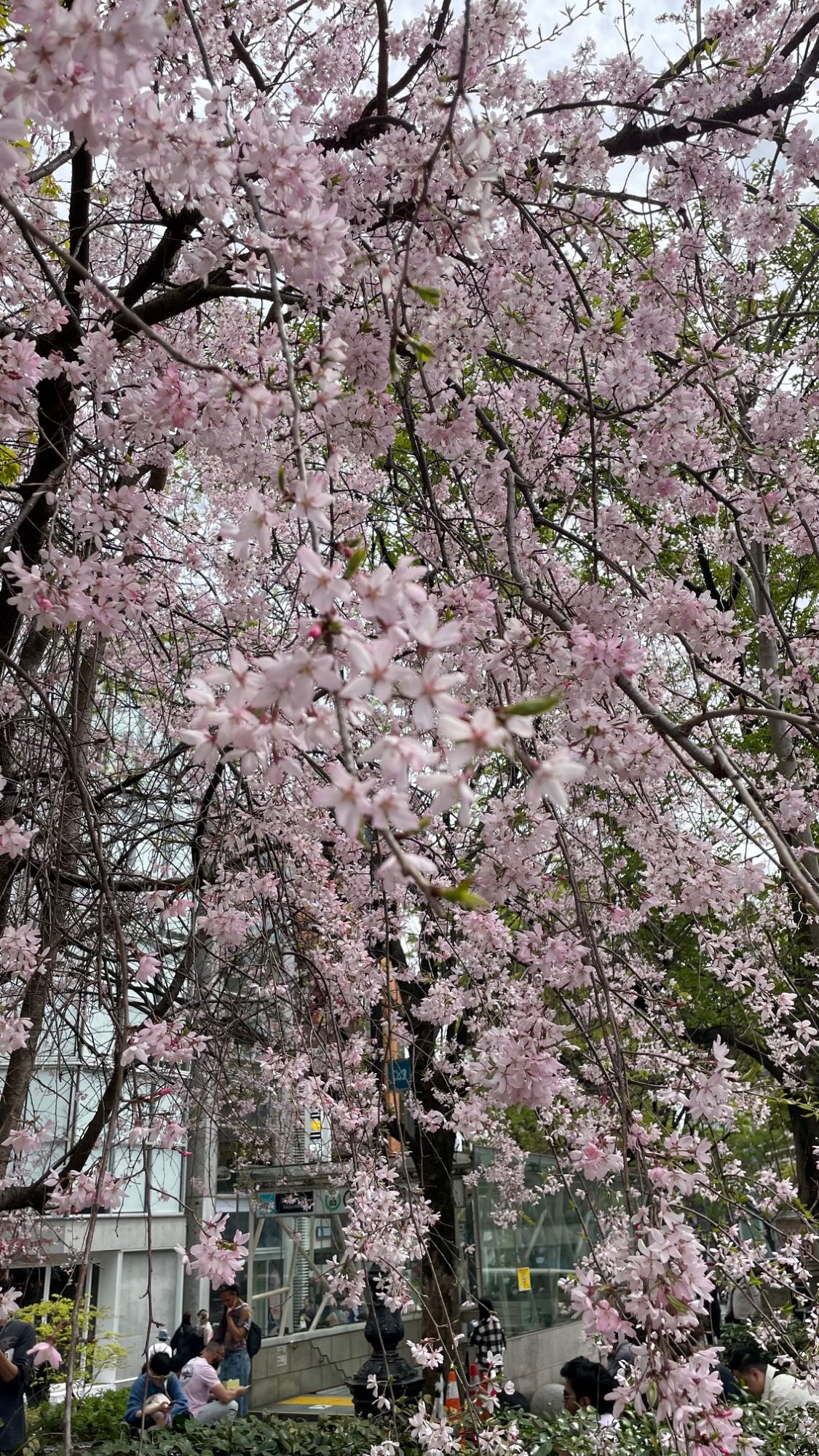 東京の桜🌸