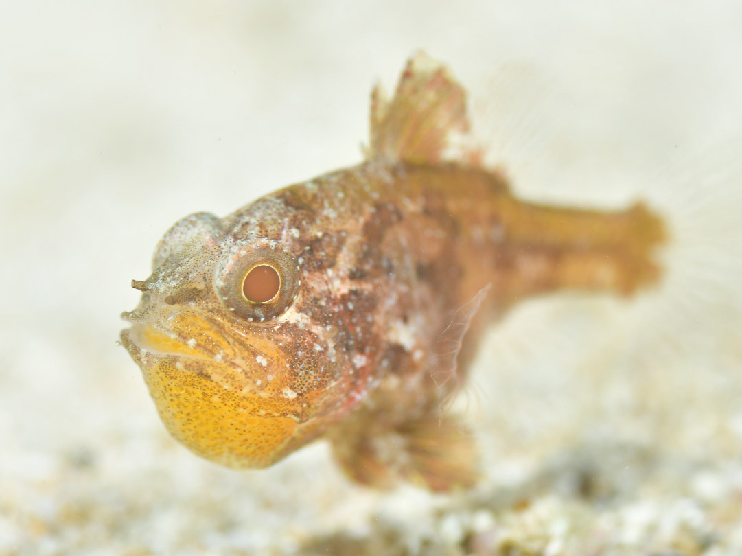 マウスブルーダー　口内保育中のお魚