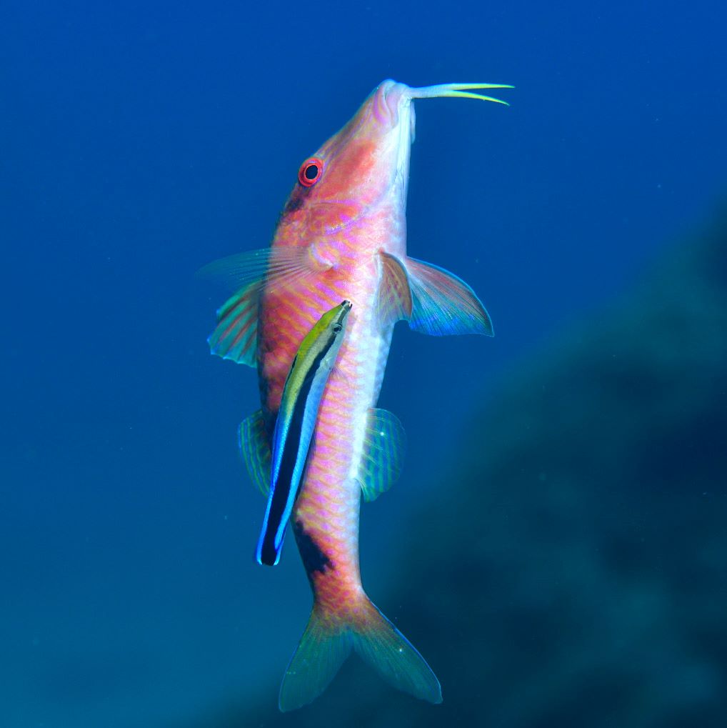 オジサン（魚）とホンソメワケベラ