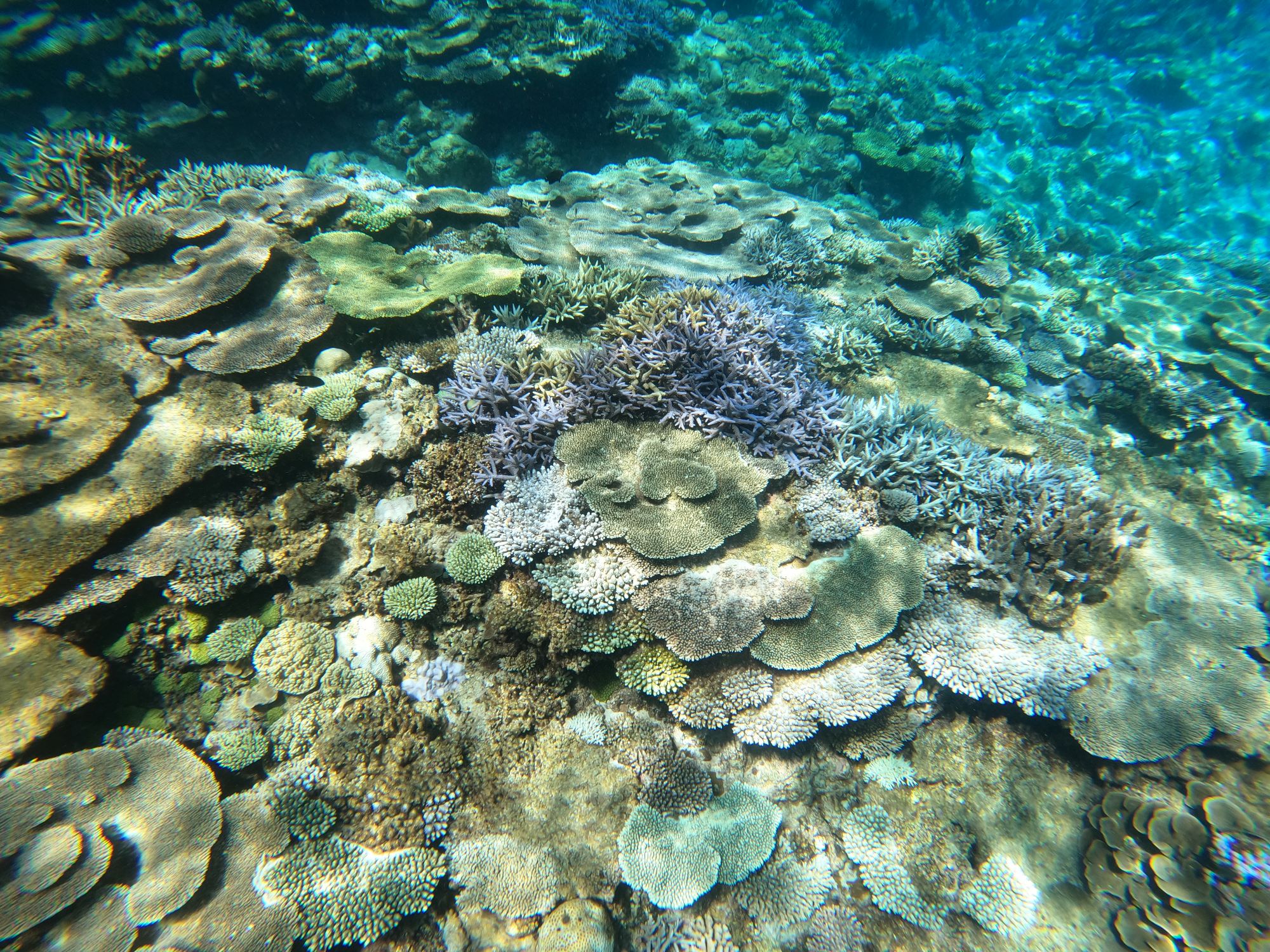 サンゴと水温