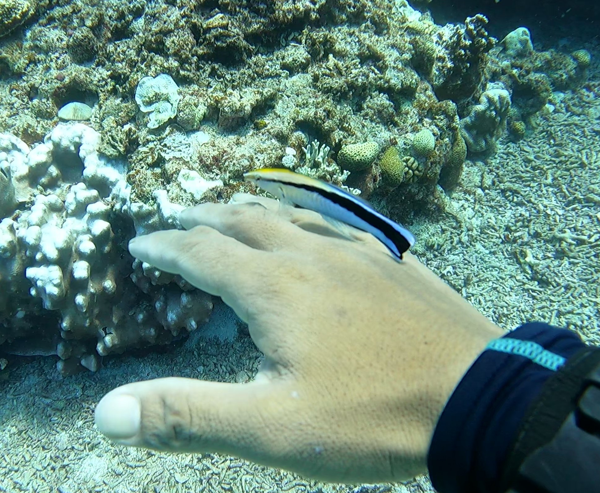 ホンソメワケベラと距離を縮める