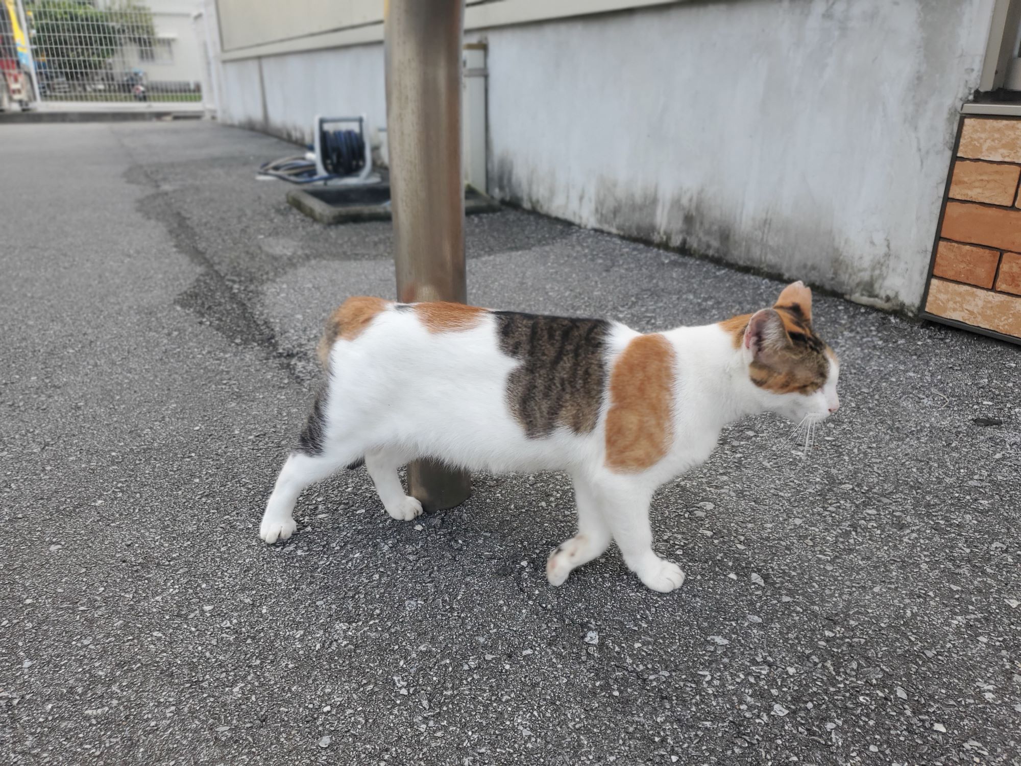 三毛猫