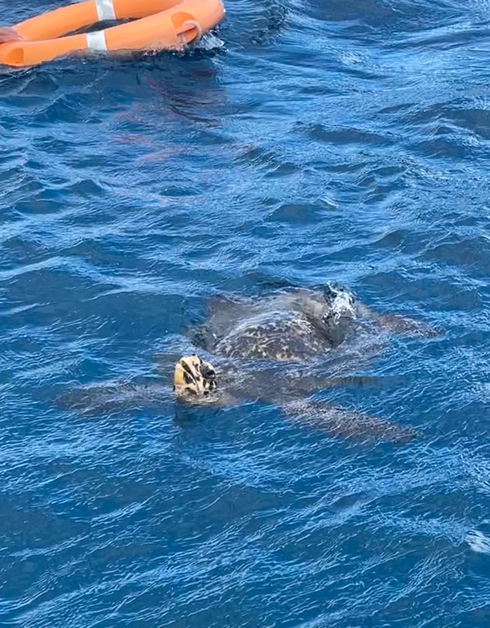 ウミガメの呼吸