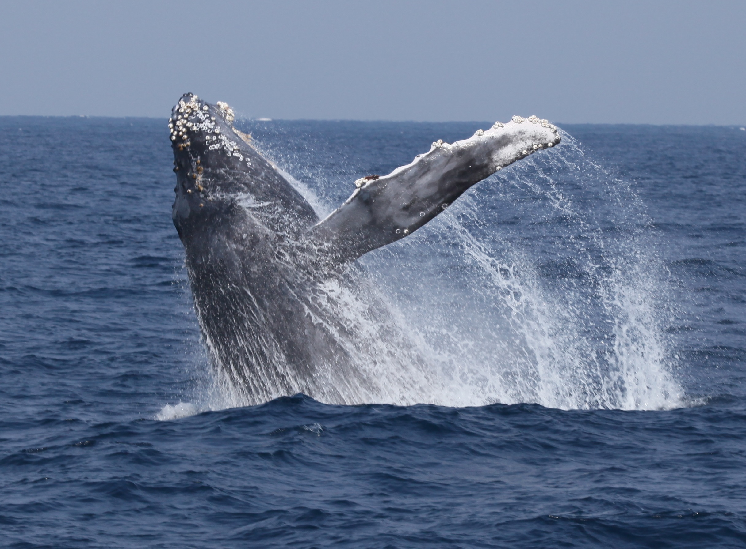 2024年11月6日　ホエールウオッチング沖縄🐳